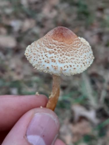 Czubajeczka brzuchatozarodnikowa