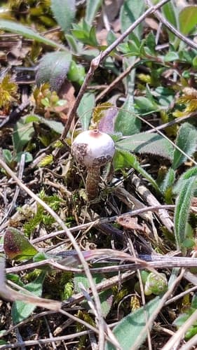 Tulostoma