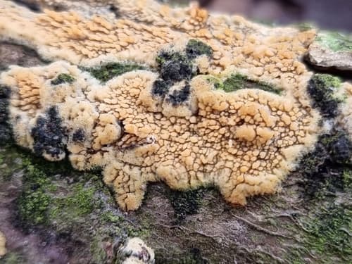 Sarcodontia uda
