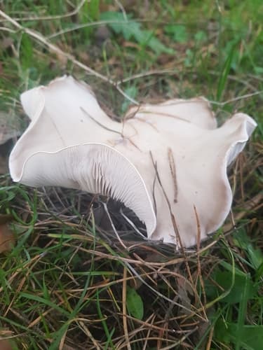 Pieczarniaki