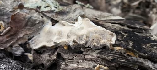 szaroporka odymiona