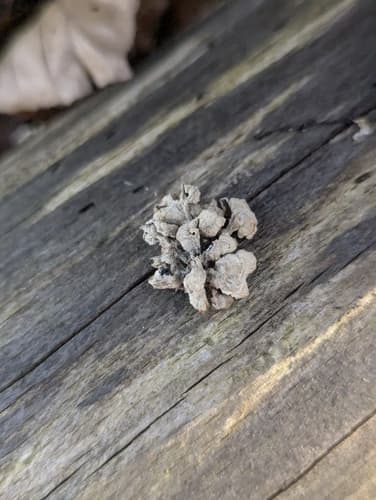 Schizophyllineae