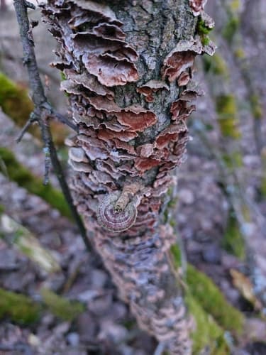 Hydnoporia