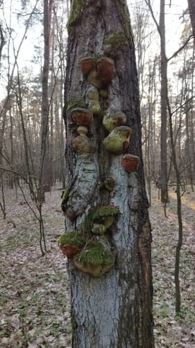 Guzoczyrka dębowa