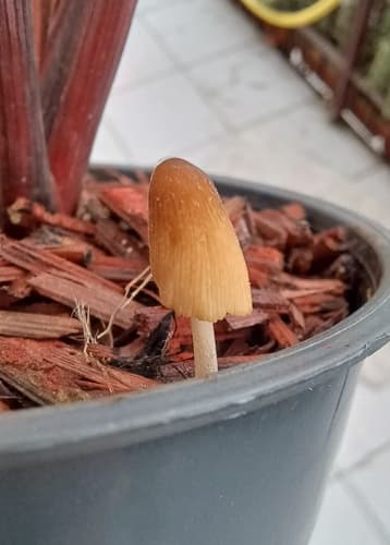 Conocybe aurea