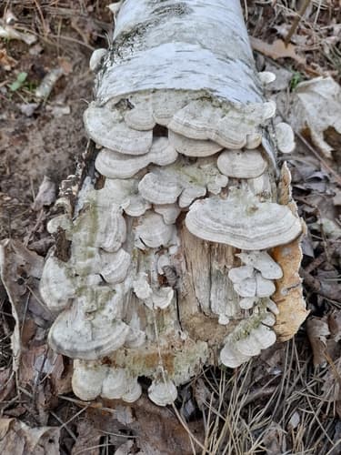 Niszczyk liściastodrzewny