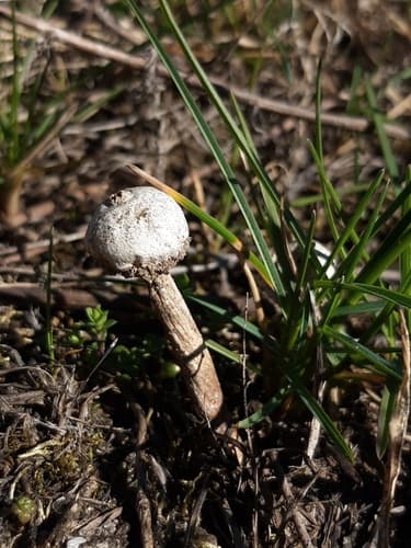 Tulostoma