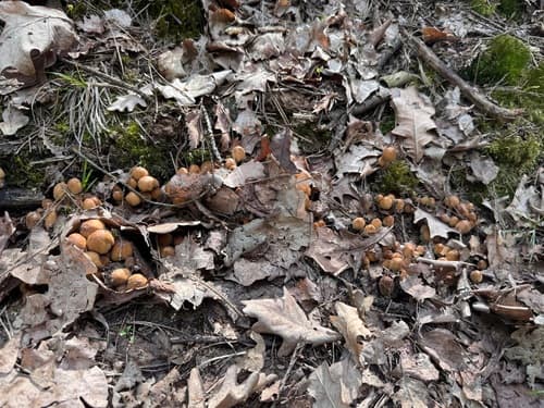 Agaricineae