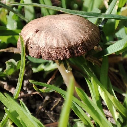 Pieczarniaki
