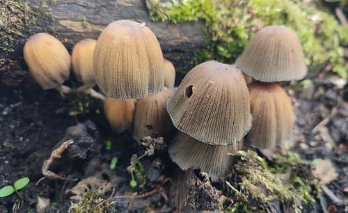 Coprinellus