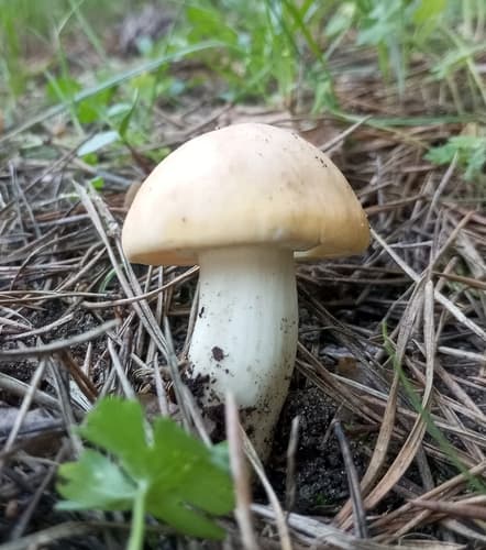 Gęśnica wiosenna