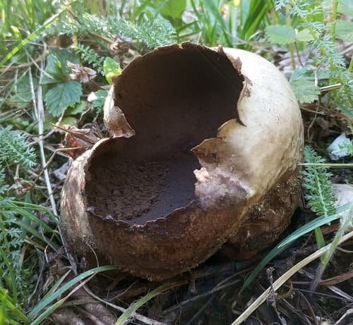 Purchawka oczkowana