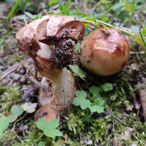 gołąbek śmierdzący