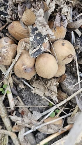 Micacei