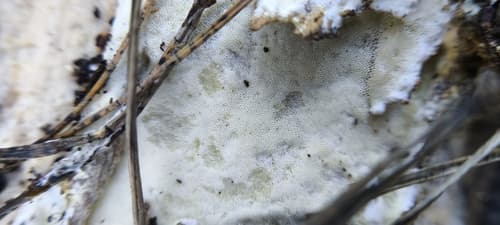 Skeletocutis nivea