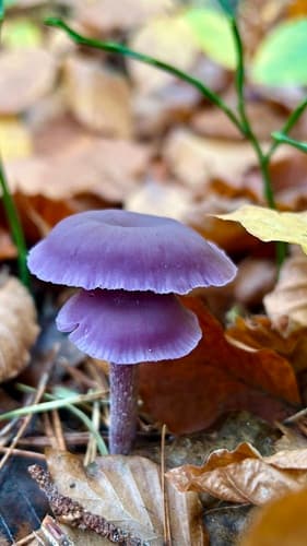 Lakówka ametystowa