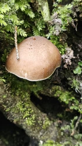 Drobnołuszczak jeleni