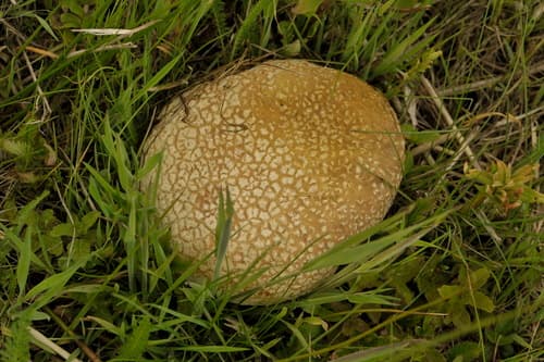Purchawka oczkowana