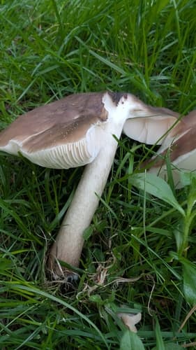 Drobnołuszczak jeleni