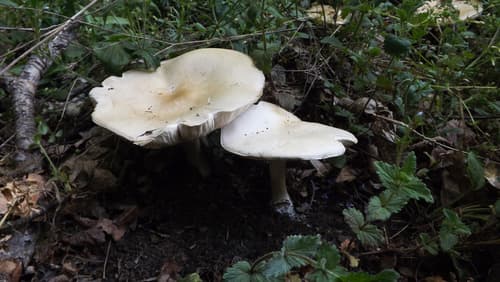 Melanoleuca grammopodia