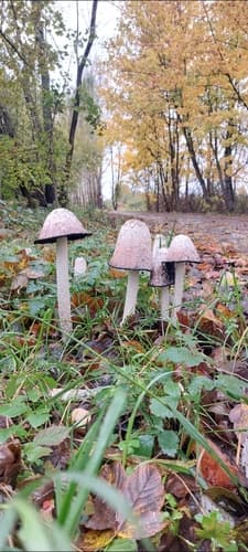 Czernidłak kołpakowaty