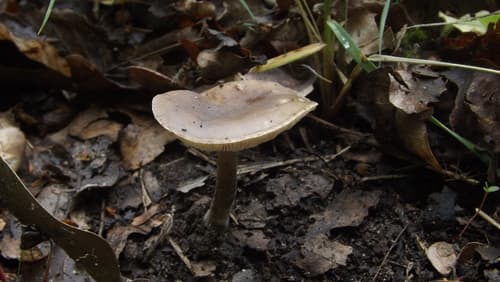 Melanoleuca polioleuca