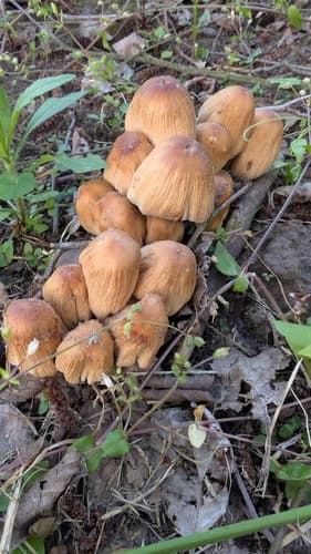 Micacei