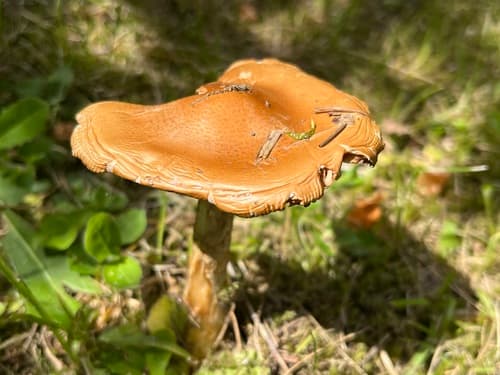 Muchomor żółtawy