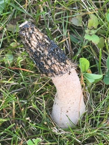 Sromotnik smrodliwy