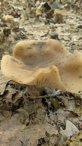 Collybia brunneocephala