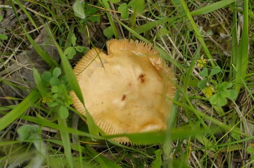 Gołąbek jasnożółty