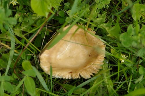 Gołąbek jasnożółty