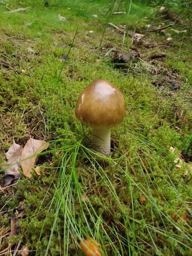 Muchomor brązowowoliwkowy