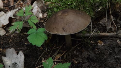 Drobnołuszczak jeleni