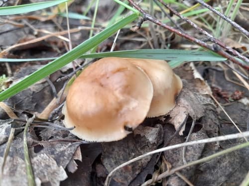 Gymnopus