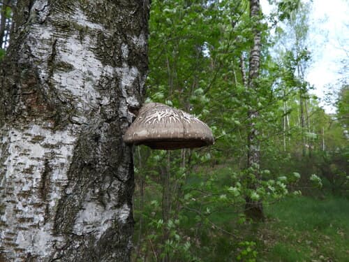 Białoporek brzozowy
