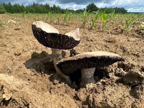 Agaricus incultorum