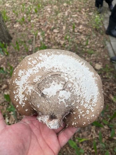 Białoporek brzozowy