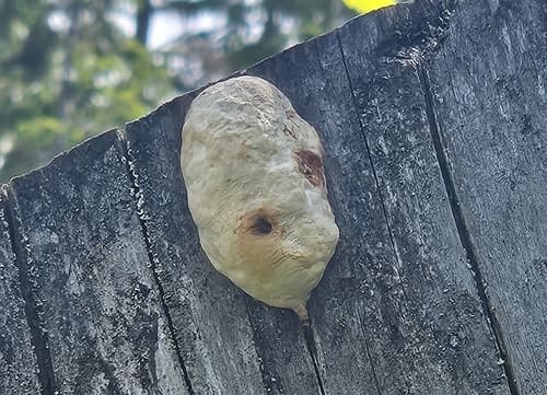 Pniarek obrzeżony