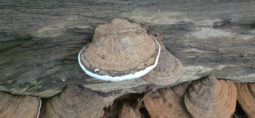 Elfvingia