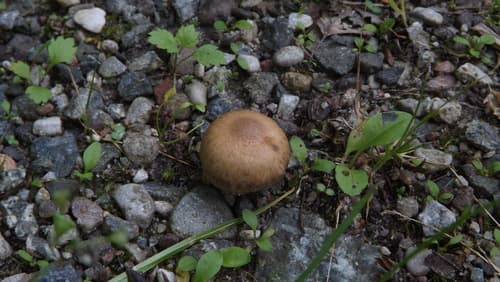 kruchawica aksamitna