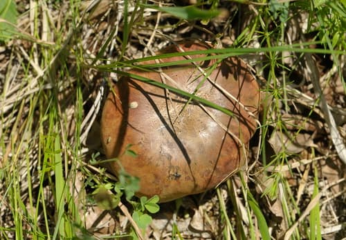 krasnoborowik ceglastopory