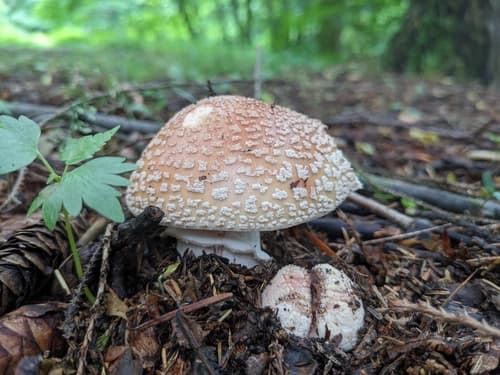 Muchomor czerwieniejący