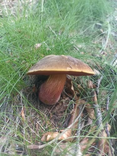 krasnoborowik ceglastopory
