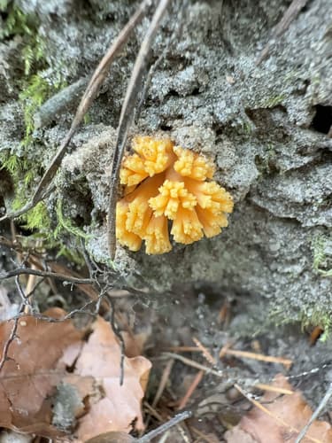 Pieczarniaki