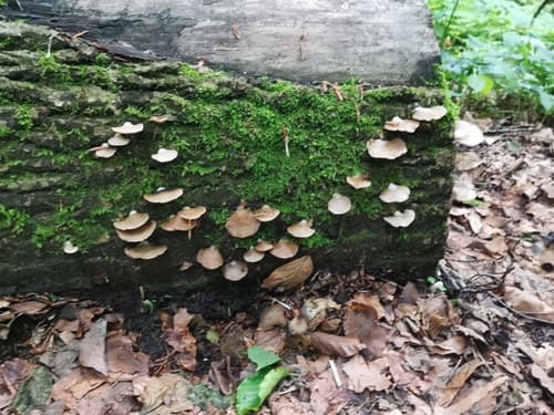 Crepidotus