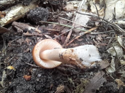 Amanita fulva