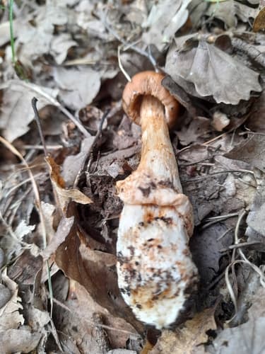 Amanita fulva