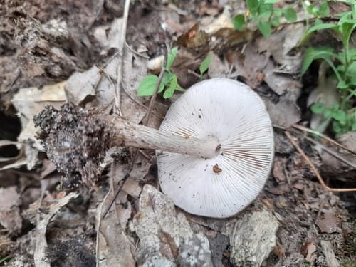Pluteus