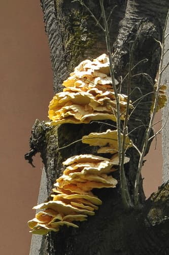Żółciak siarkowy